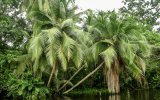 "Araguato Expeditions" El Catatumbo - Lago de Maracaibo - Venezuela